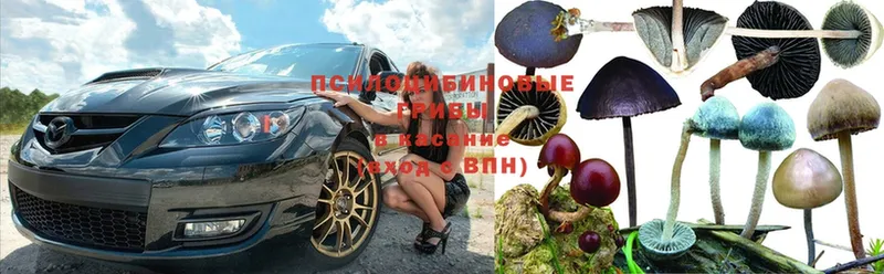 купить наркотики цена  Кимовск  Галлюциногенные грибы Magic Shrooms 